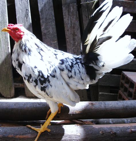 gallo gallina de pelea negro|gallos de pelea blancos.